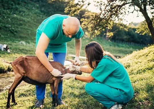 How xMAP® Technology Advances Veterinary and Agricultural Research